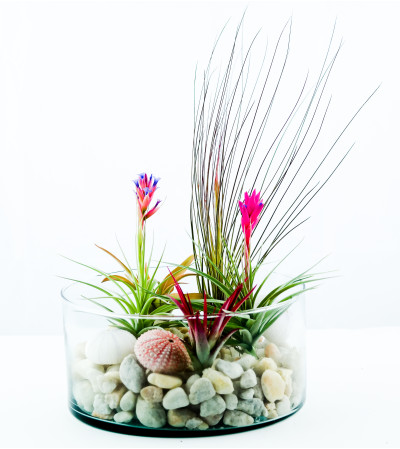 Tillandsia Terrarium Tillandsia Terrarium