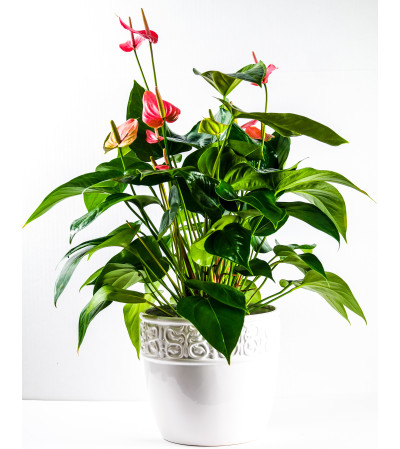 Large Anthurium planter Large Anthurium planter