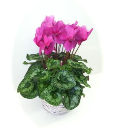 Pink Cyclamen Pink Cyclamen