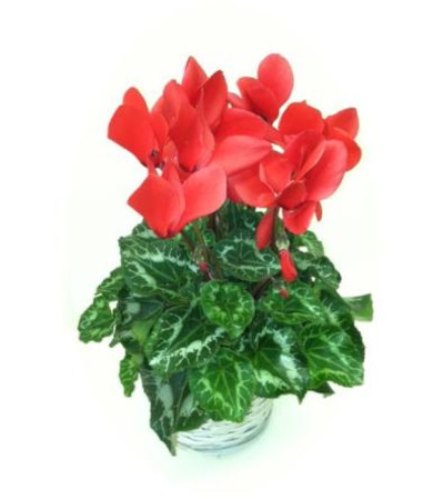 Red Cyclamen Plant Red Cyclamen Plant