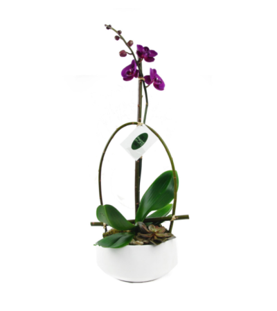 Purple Phalaenopsis Orchid Purple Phalaenopsis Orchid