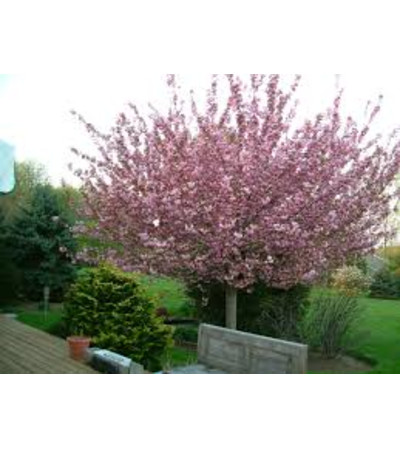 Kwanzan Cherry Tree Kwanzan Cherry Tree