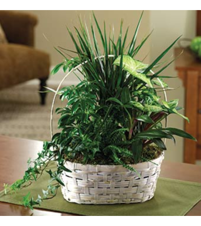 Peaceful Green Plant Basket Peaceful Green Plant Basket