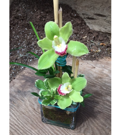 Admin Week Special - Oriental Orchids Admin Week Special - Oriental Orchids