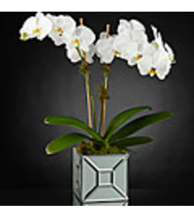 The FTD® Elegant Impressions™ Luxury Orchid The FTD® Elegant Impressions™ Luxury Orchid