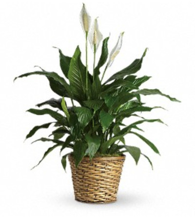 Peace Lily Plant Peace Lily Plant