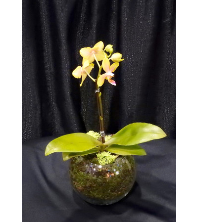 miniature Orchid plant miniature Orchid plant