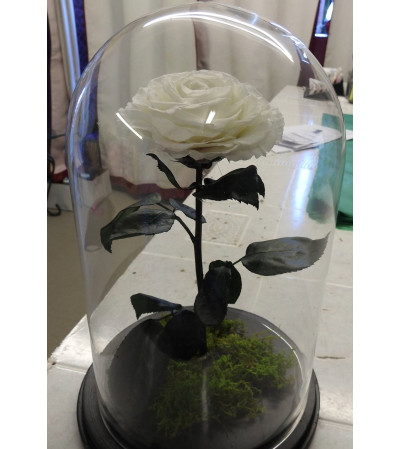 ENCHANTED ROSE WHITE ENCHANTED ROSE WHITE