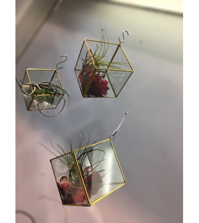 Gold terrarium with a large Air Plant Gold terrarium with a large Air Plant