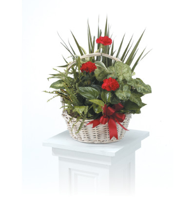 Dishgarden Basket CTT30-11 Dishgarden Basket CTT30-11