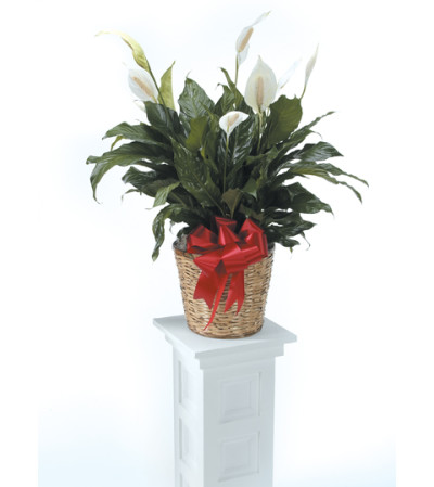 Peace Lily CTT30-210 Peace Lily CTT30-210