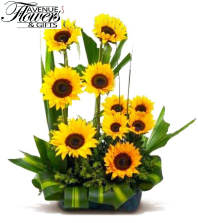 you are my sunshine you are my sunshine