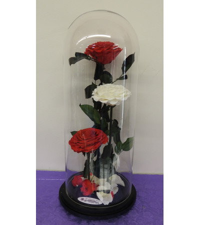 ENCHANTED ROSE TRIO RED WHITE ENCHANTED ROSE TRIO RED WHITE