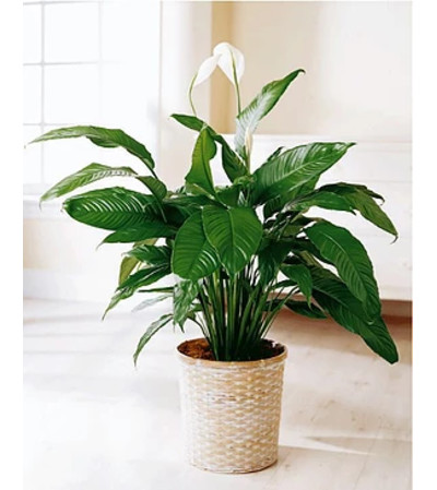 Peace lily Peace lily