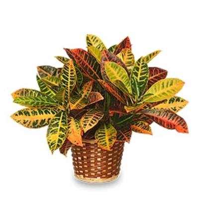 Croton Plant Croton Plant