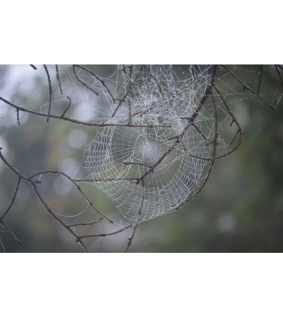 Elegant Dewy Web- Morning Lovers Arrangement Elegant Dewy Web- Morning Lovers Arrangement
