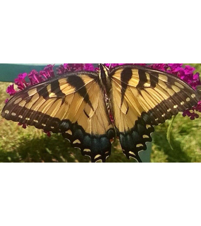 Butterfly Lovers Arrangement Butterfly Lovers Arrangement