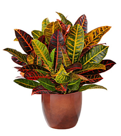 Vibrant Croton Plant Vibrant Croton Plant