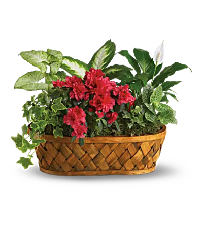 Plant Envy Garden Basket Plant Envy Garden Basket