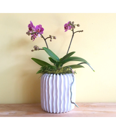 Mini Double Spike Phalaenopsis Orchid Plant Mini Double Spike Phalaenopsis Orchid Plant