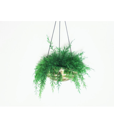 Trio of Hanging Air Fern Trio of Hanging Air Fern