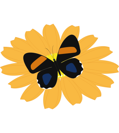 BUTTERFLY BUTTERFLY