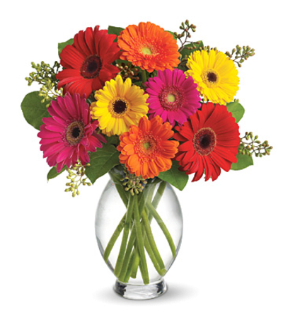 SPECIAL! 30% OFF Teleflora's Gerbera Brights Bouquet SPECIAL! 30% OFF Teleflora's Gerbera Brights Bouquet