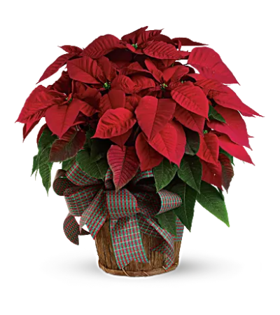 Large Red Poinsettia Large Red Poinsettia