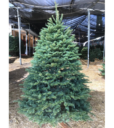 8'-9' Noble Fir 8'-9' Noble Fir
