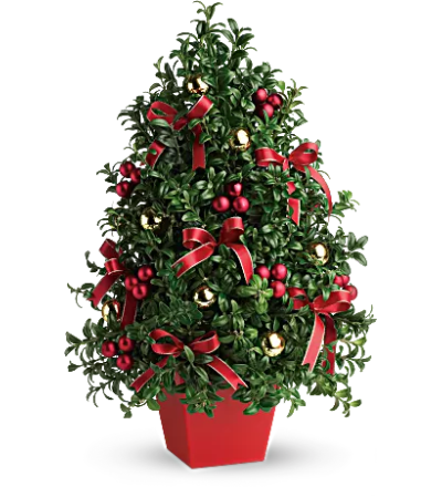 "Deck the Halls" Boxwood Tree "Deck the Halls" Boxwood Tree