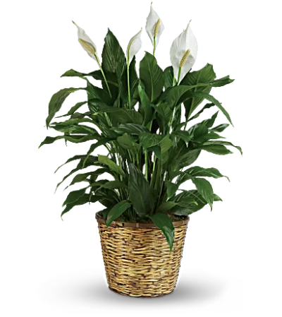 Spathiphyllum - Peace Lily Spathiphyllum - Peace Lily