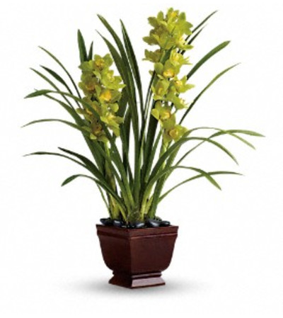 Splendid Orchids Splendid Orchids