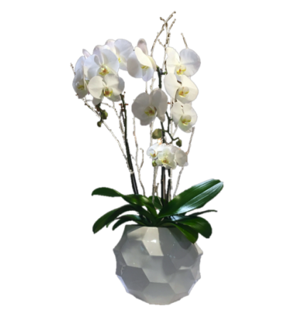 White Orchid two stems White Orchid two stems