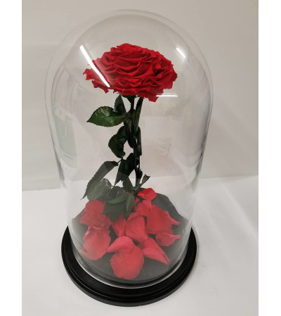 ENCHANTED ROSE RED ENCHANTED ROSE RED