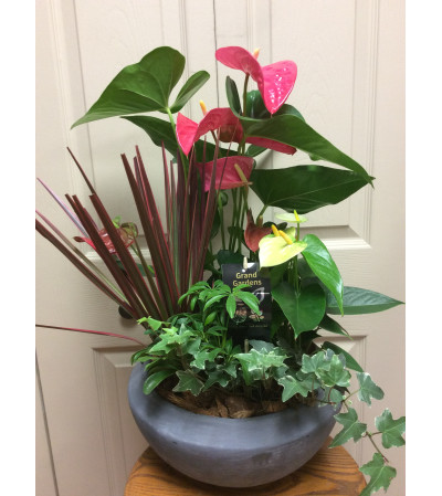 Lg antherium planter Lg antherium planter