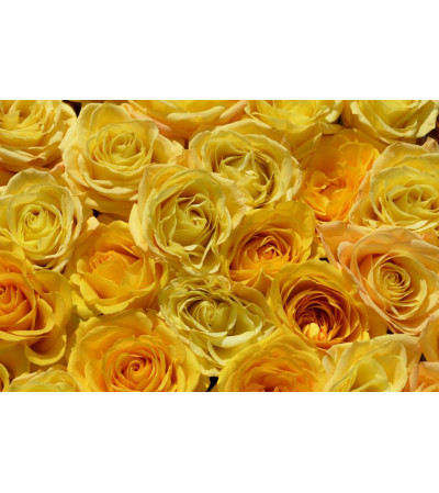 HALF DOZEN ROSES = 6 ROSES OF ________________ COLOR OF YOUR CH HALF DOZEN ROSES = 6 ROSES OF ________________ COLOR OF YOUR CH