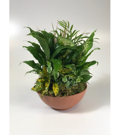 Lush Garden Of Green Plants Lush Garden Of Green Plants