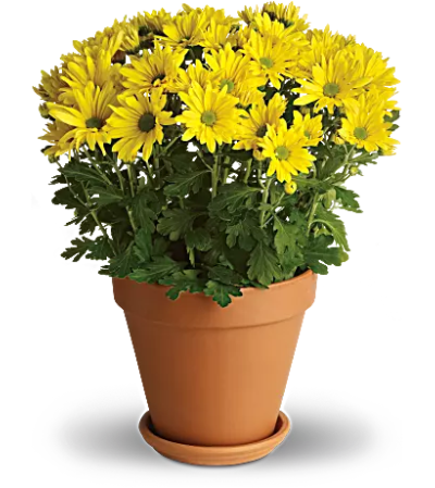 Sweet As A Daisy Sweet As A Daisy