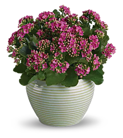 Blooming Kalanchoe Plant Blooming Kalanchoe Plant