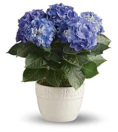 Beautiful blue hydrangea plant Beautiful blue hydrangea plant