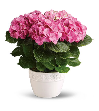 Beautiful pink hydrangea plant Beautiful pink hydrangea plant