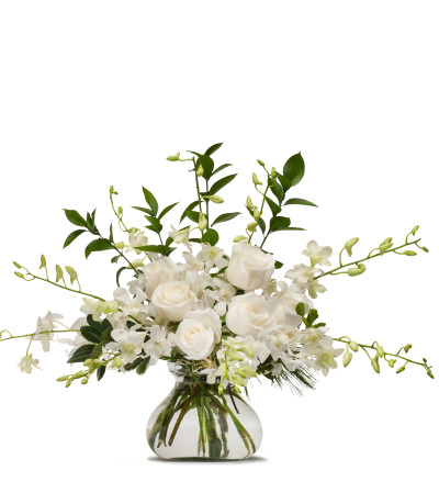 White Splendor White Splendor