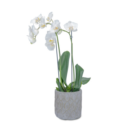 White Elegance Orchid White Elegance Orchid