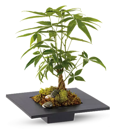 Money tree Money tree