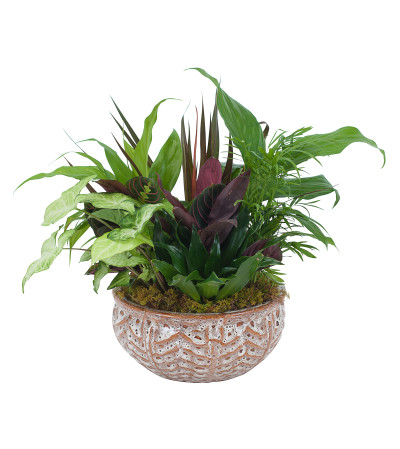 Ceramic Dish Garden Ceramic Dish Garden