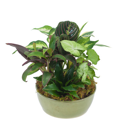 Small Dish Garden Small Dish Garden