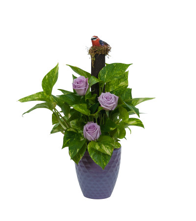 Pothos on Pole with Fresh Pothos on Pole with Fresh