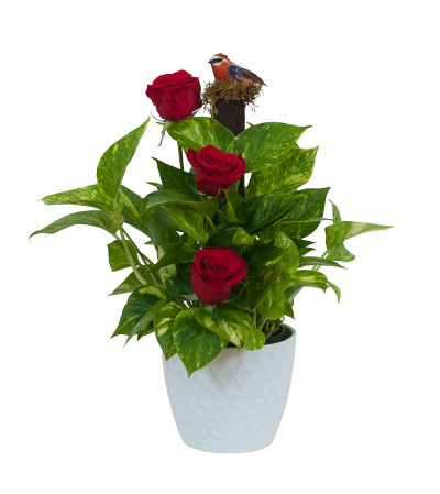 Green plant in ceramic with fresh roses Green plant in ceramic with fresh roses