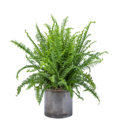 Fern Fern