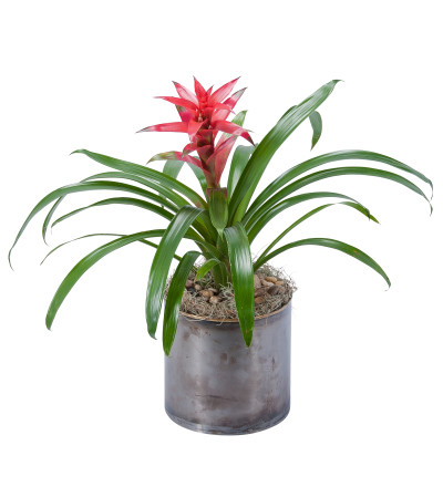 Bromeliad Bromeliad